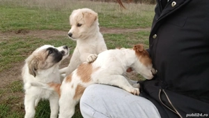 ofer spre adopție 3 cățelușe  - imagine 2