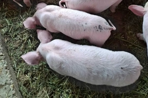 Vând  doi Șoldani Pietrean