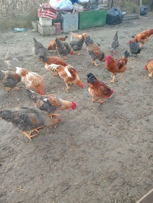 Vând cocoși pentru sărbători  - imagine 5