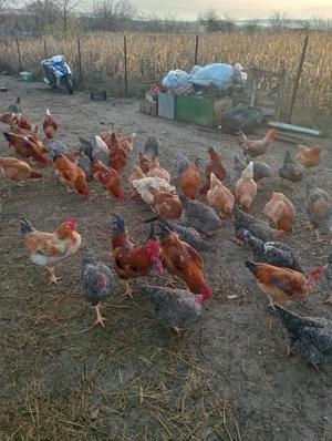 Vând cocoși pentru sărbători 