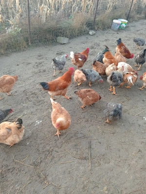 Vând cocoși pentru sărbători  - imagine 3