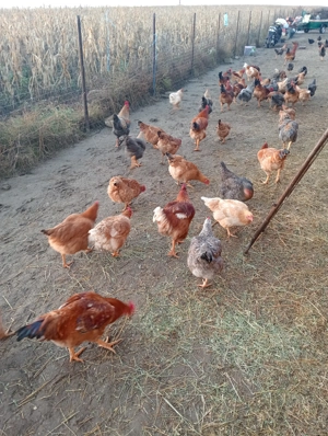 Vând cocoși pentru sărbători  - imagine 2