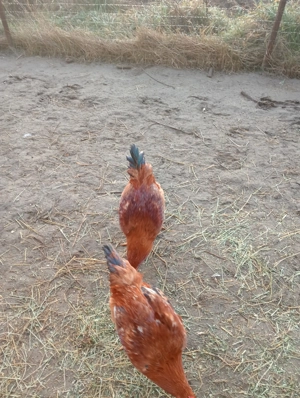 Vând cocoși pentru sărbători  - imagine 4