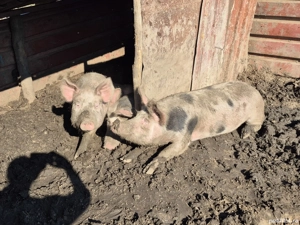 Vand porci 90-100 kg - imagine 2