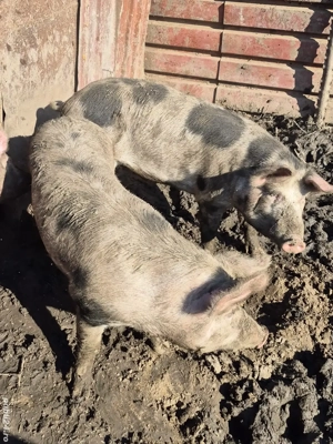 Vand porci 90-100 kg - imagine 3