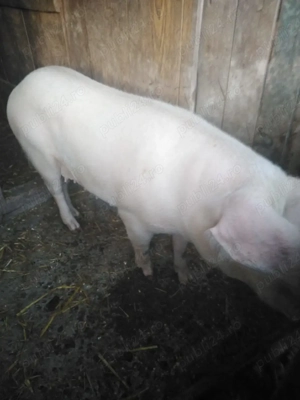 Vând porci pentru Craciun