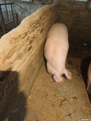 Vând Porc de rasă  - imagine 4