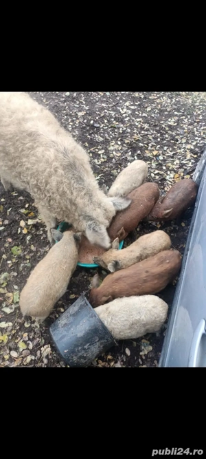Purceluși de vânzare - imagine 4