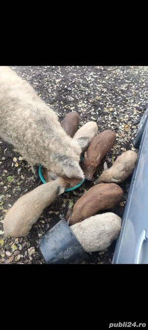 Purceluși de vânzare - imagine 2