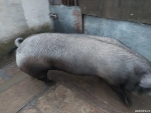 Vând scroafă Duroc