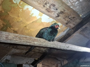 fazan Tenebros! - imagine 3