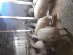 Porci 19 lei kg asigur transport - imagine 2