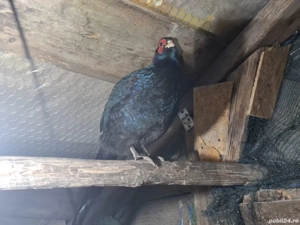 fazan Tenebros! - imagine 4