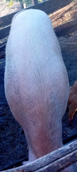 Porci de vânzare - imagine 3