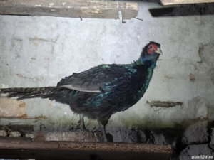 fazan Tenebros! - imagine 2