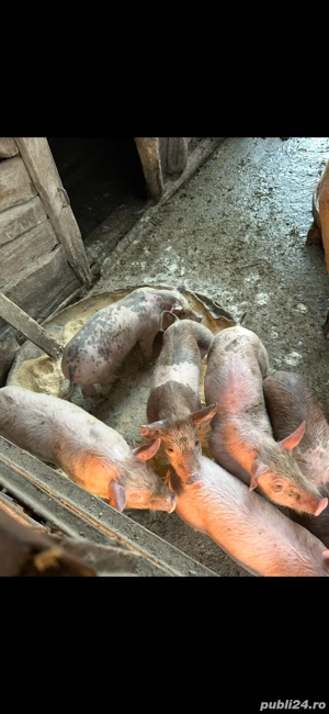 Purcei de vanzare   - imagine 2