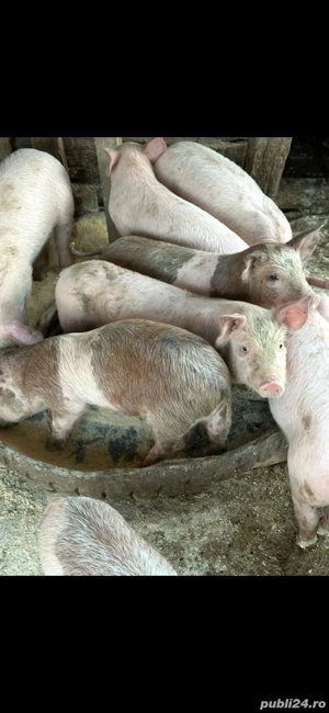 Purcei de vanzare  