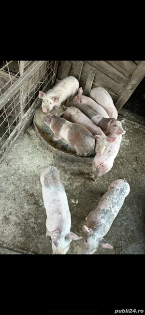 Purcei de vanzare   - imagine 3