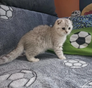 British Shorthair Scottish Fold
