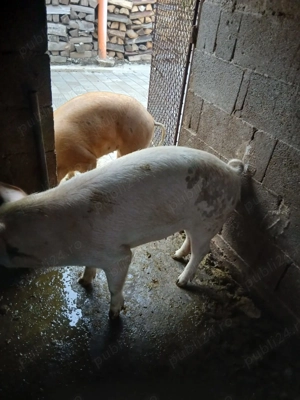 Disponibili pentru vândut 