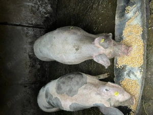 Porci de vânzare pentru sacrificat - imagine 2