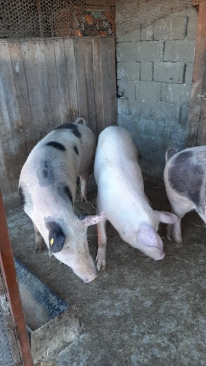 Porci de carne de vânzare - imagine 3