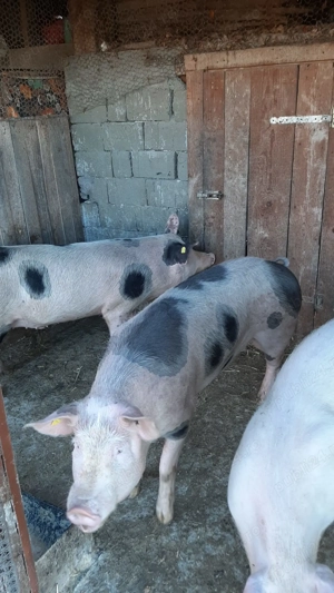 Porci de carne de vânzare - imagine 2