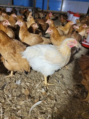 Puicuțe și cocoși Kabir 