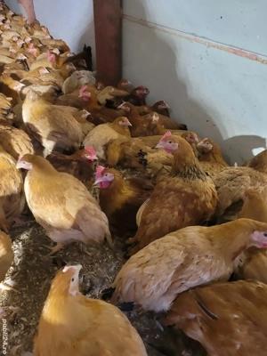 Puicuțe și cocoși Kabir  - imagine 2