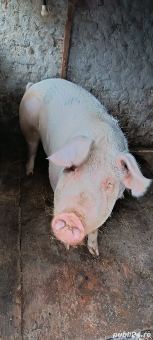 Porci vanzare - imagine 5