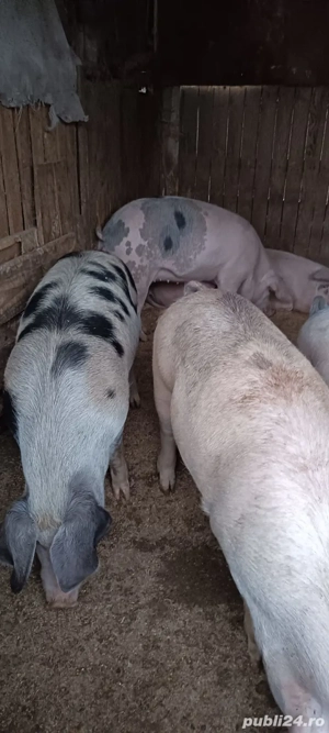 Porci vanzare - imagine 2