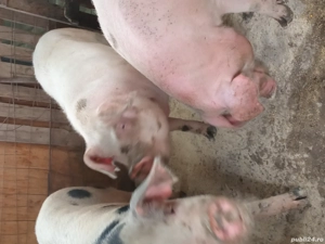 porc 200kg - imagine 2