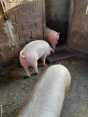vand porci  - imagine 2