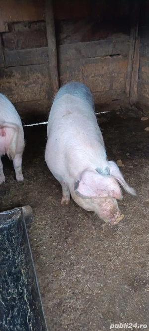Porci vanzare - imagine 4