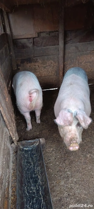 Porci vanzare - imagine 3
