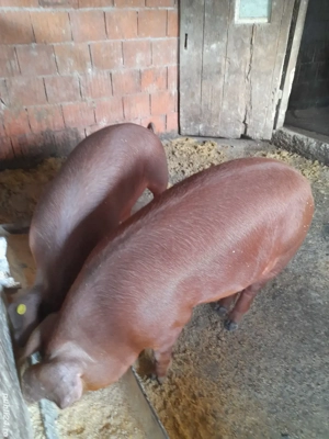 vand porci  - imagine 3