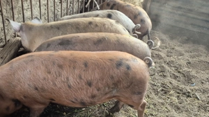 Vând porci  90- 120 kg 