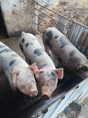 Porci de vânzare  - imagine 3