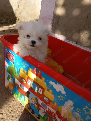 Vând băiețel Bichon 