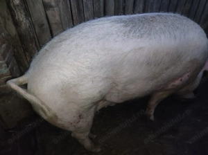 De vânzare porc de Crăciun  - imagine 3