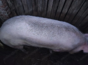 De vânzare porc de Crăciun  - imagine 4