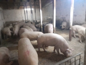 Carcasa porc 35 lei kg Crescuți în propria gospodăria  - imagine 2