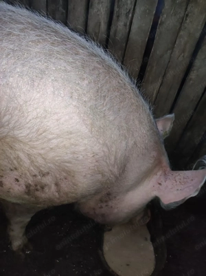 De vânzare porc de Crăciun 