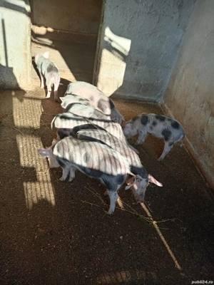 Vînd grăsuni - imagine 2