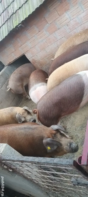 vând porci - imagine 2