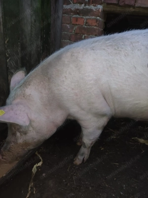 De vânzare purcea de Crăciun 