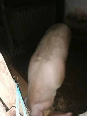 Vând porci 