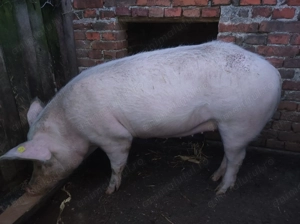 De vânzare purcea de Crăciun  - imagine 2