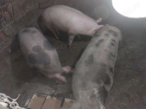 Porci de vanzare - Magureni  - imagine 4