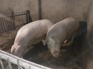 Porci de vanzare - Magureni  - imagine 3